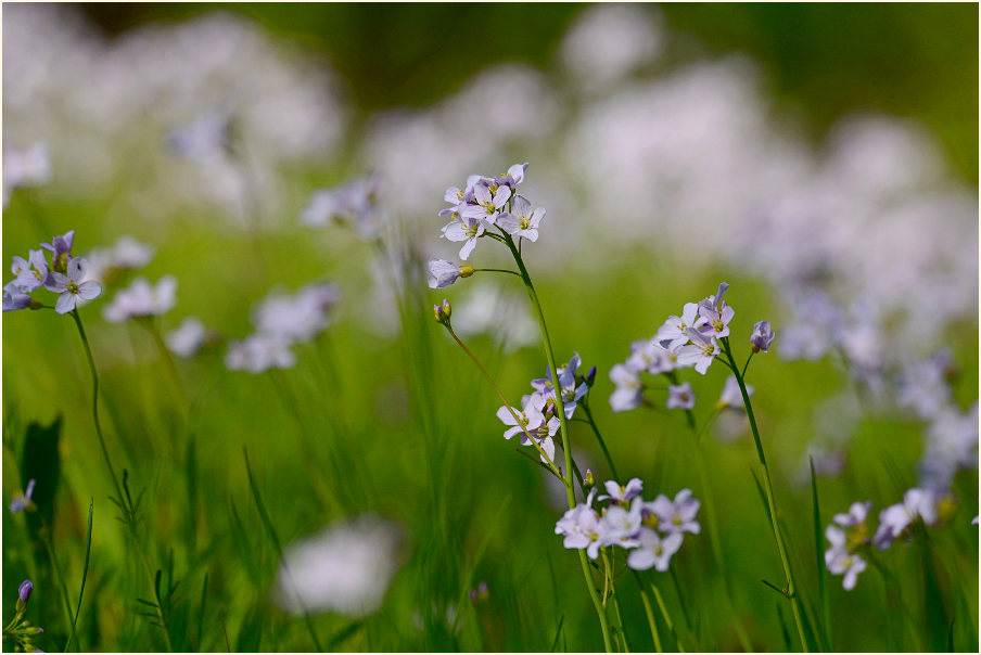 Wiesen-Schaumkraut (Cardamine pratensis)