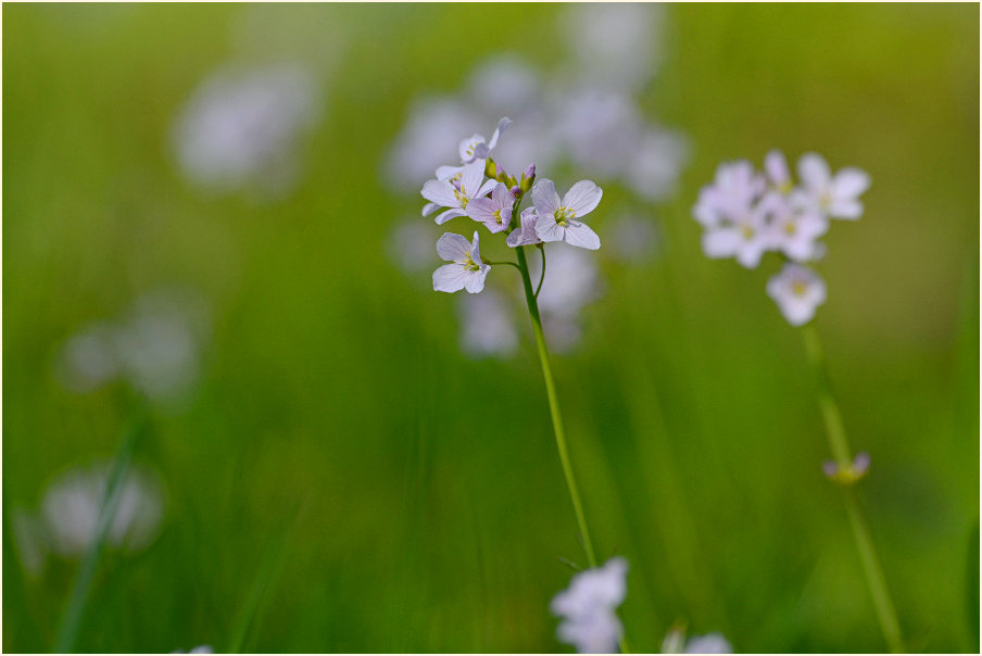 Wiesen-Schaumkraut (Cardamine pratensis)