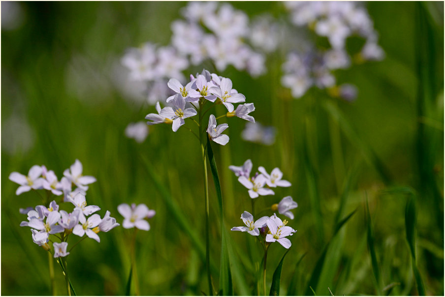 Wiesen-Schaumkraut (Cardamine pratensis)