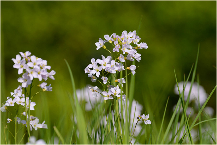 Wiesen-Schaumkraut (Cardamine pratensis)