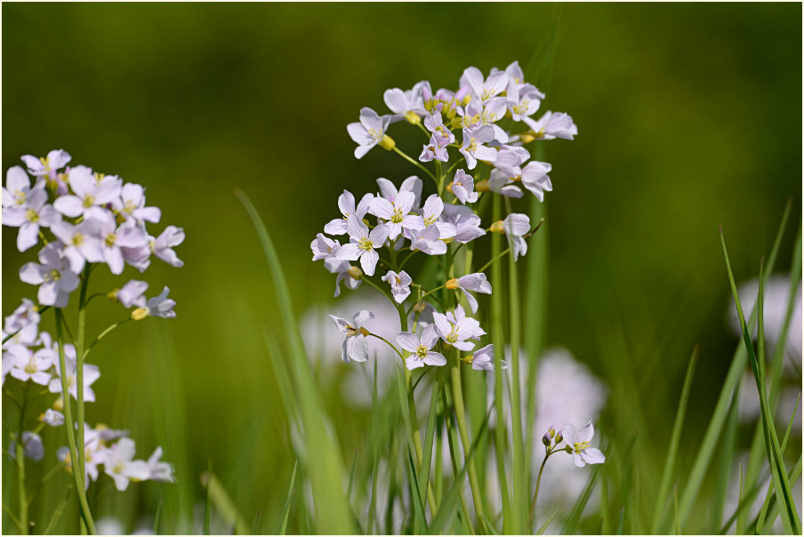 Wiesen-Schaumkraut (Cardamine pratensis)