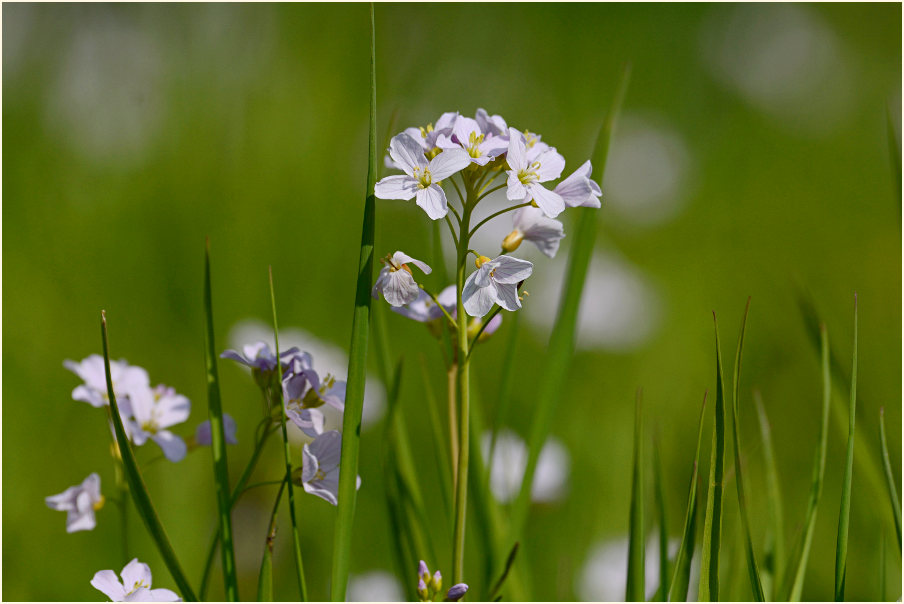 Wiesen-Schaumkraut (Cardamine pratensis)