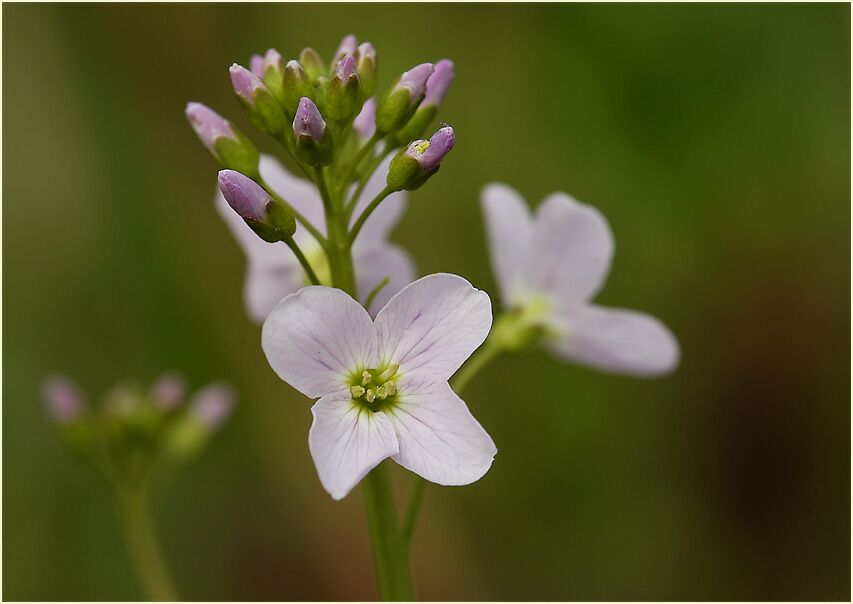 Wiesen-Schaumkraut (Cardamine pratensis)