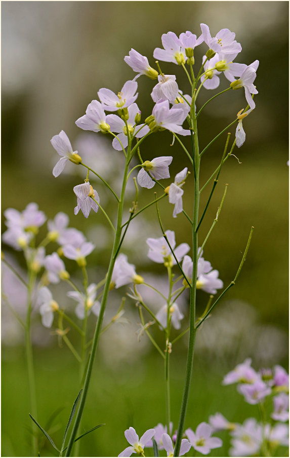 Wiesen-Schaumkraut (Cardamine pratensis)