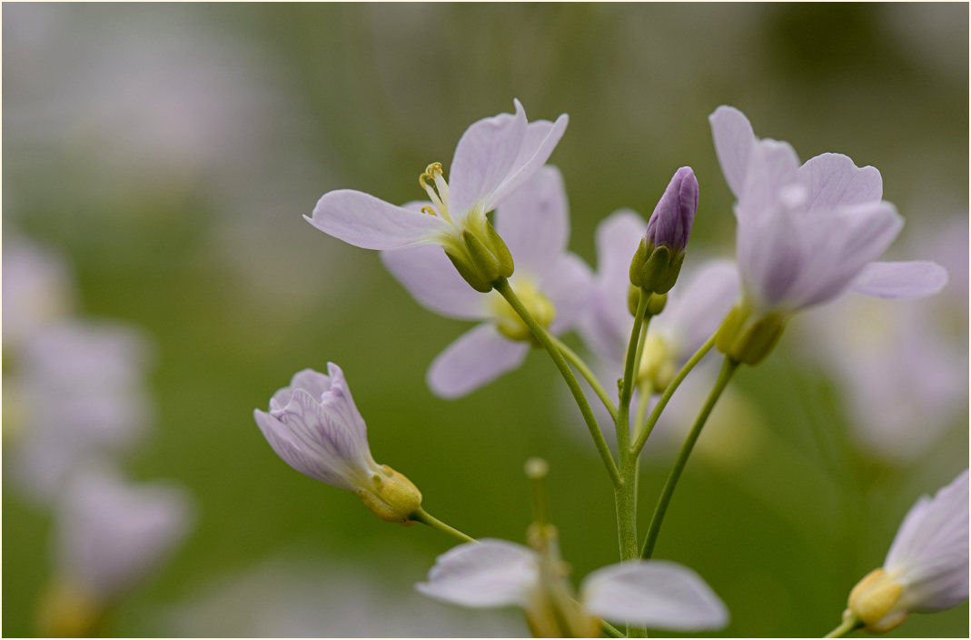 Wiesen-Schaumkraut (Cardamine pratensis)