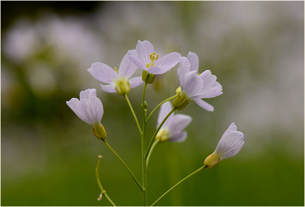 Wiesen-Schaumkraut (Cardamine pratensis)