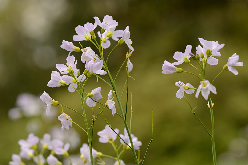 Wiesen-Schaumkraut (Cardamine pratensis)