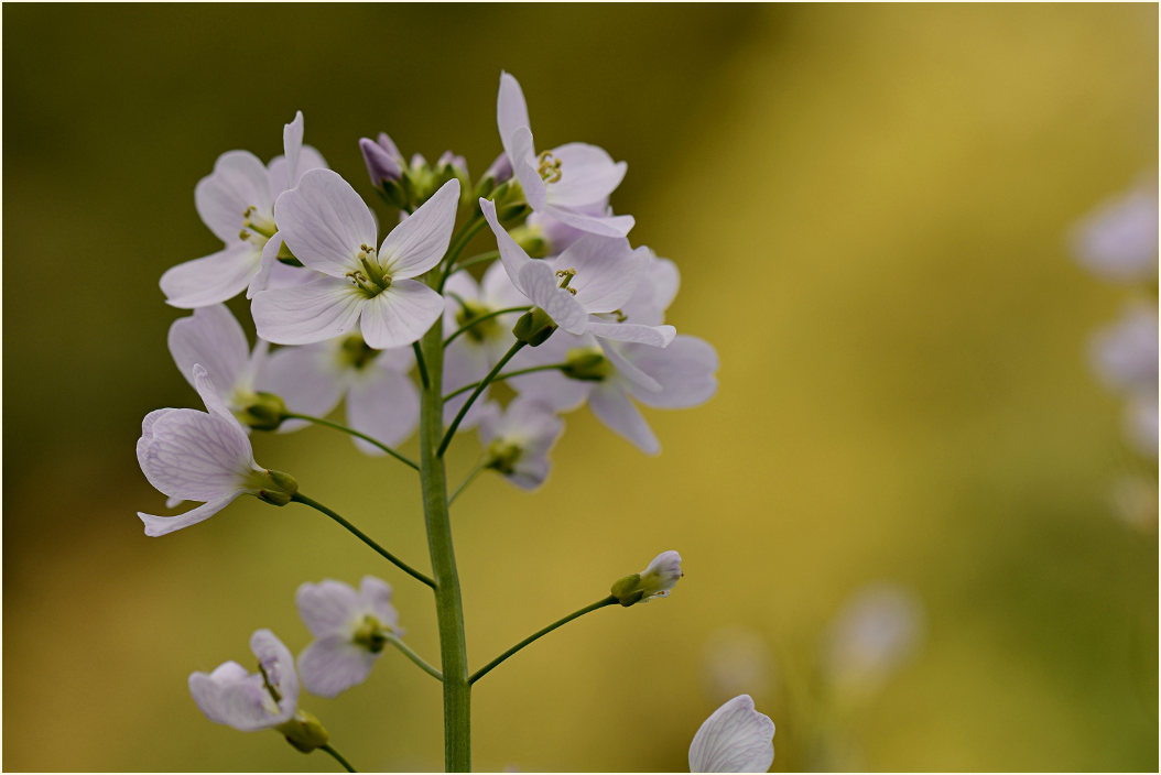 Wiesen-Schaumkraut (Cardamine pratensis)