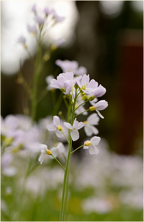 Wiesen-Schaumkraut (Cardamine pratensis)