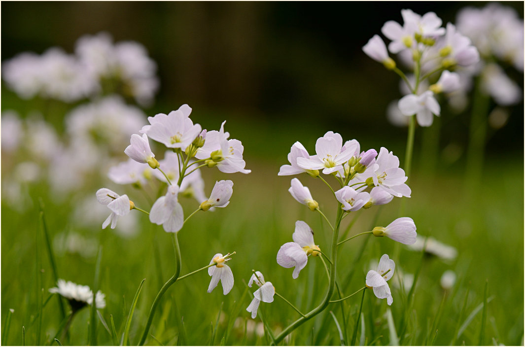 Wiesen-Schaumkraut (Cardamine pratensis)