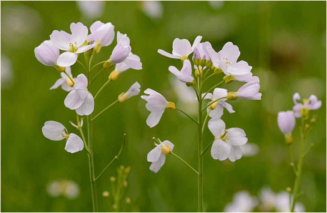 Wiesen-Schaumkraut (Cardamine pratensis)