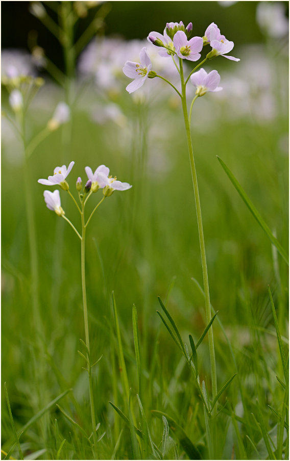 Wiesen-Schaumkraut (Cardamine pratensis)