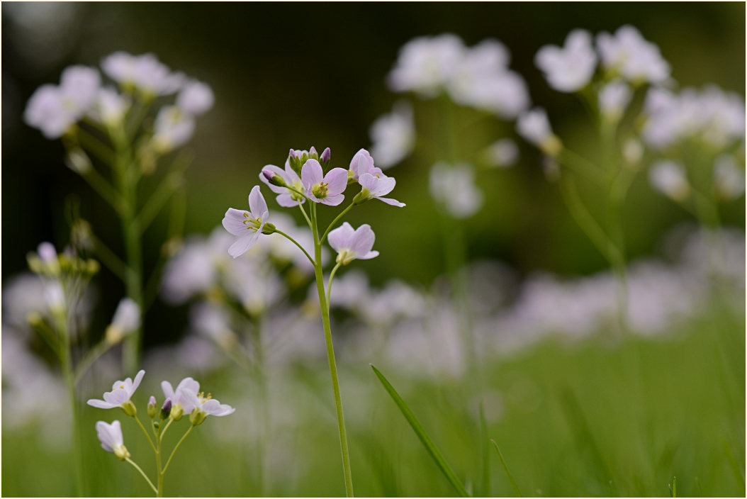 Wiesen-Schaumkraut (Cardamine pratensis)