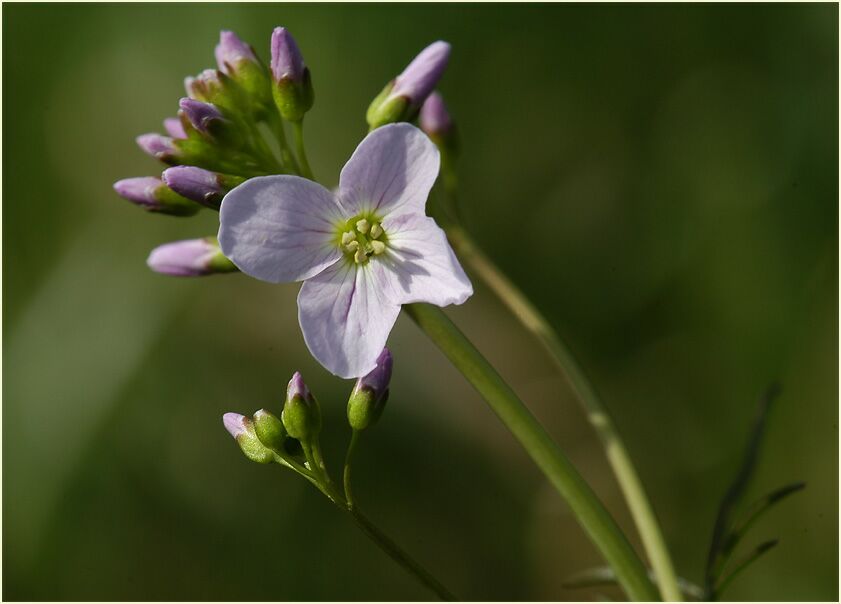 Wiesen-Schaumkraut (Cardamine pratensis)