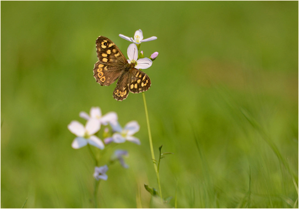 Waldbrettspiel auf Wiesen-Schaumkraut (Cardamine pratensis)