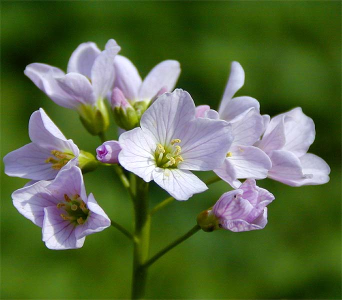 Wiesen-Schaumkraut (Cardamine pratensis)