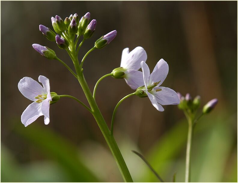 Wiesen-Schaumkraut (Cardamine pratensis)