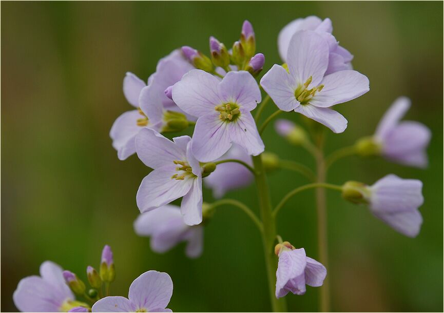 Wiesen-Schaumkraut (Cardamine pratensis)