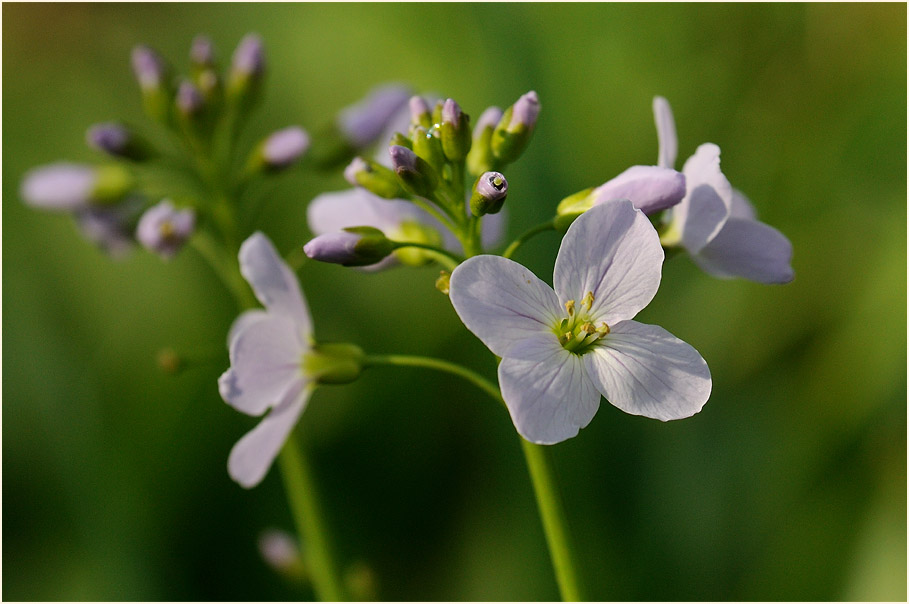 Wiesen-Schaumkraut (Cardamine pratensis)