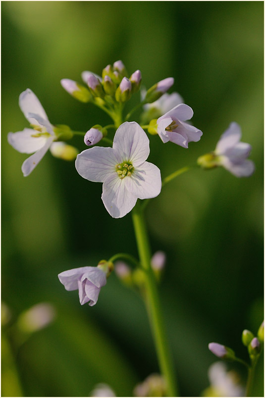 Wiesen-Schaumkraut (Cardamine pratensis)