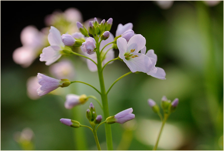 Wiesen-Schaumkraut (Cardamine pratensis)