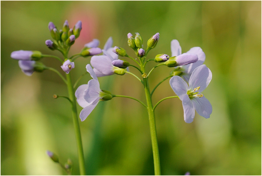 Wiesen-Schaumkraut (Cardamine pratensis)