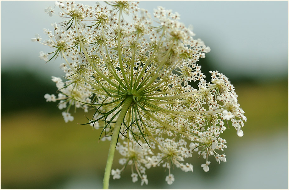 Wilde Möhre (Daucus carota)