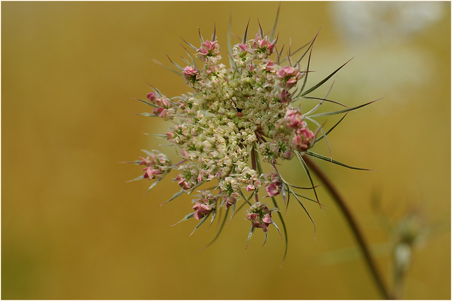 Wilde Möhre (Daucus carota)