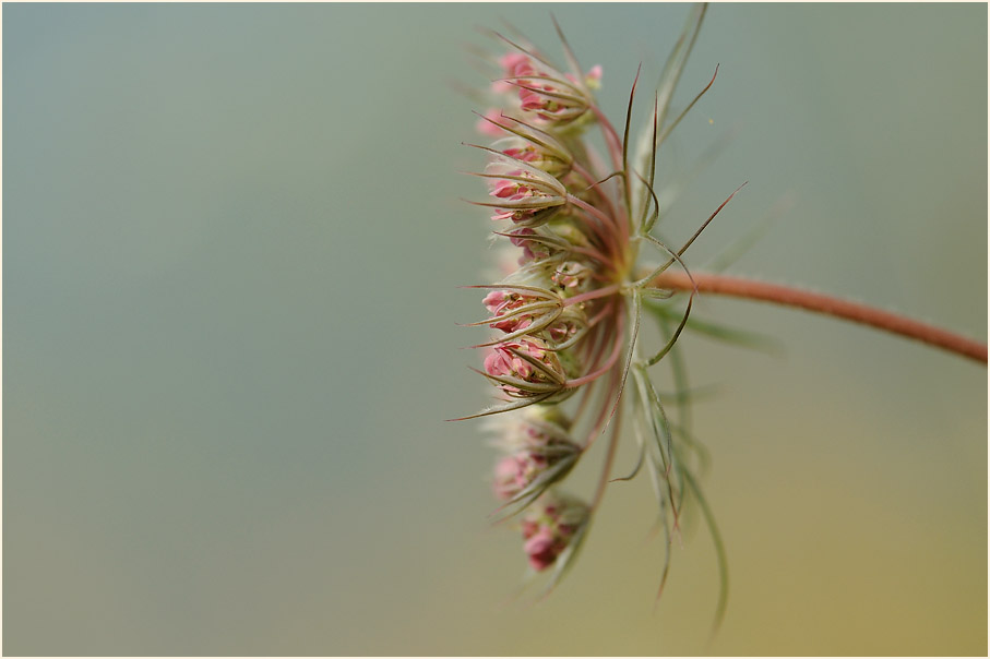 Wilde Möhre (Daucus carota)