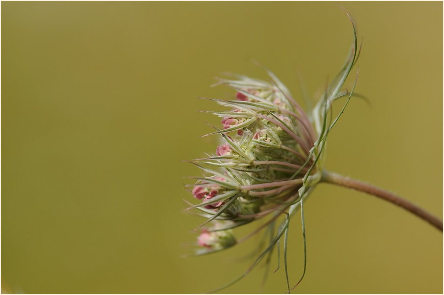 Wilde Möhre (Daucus carota)