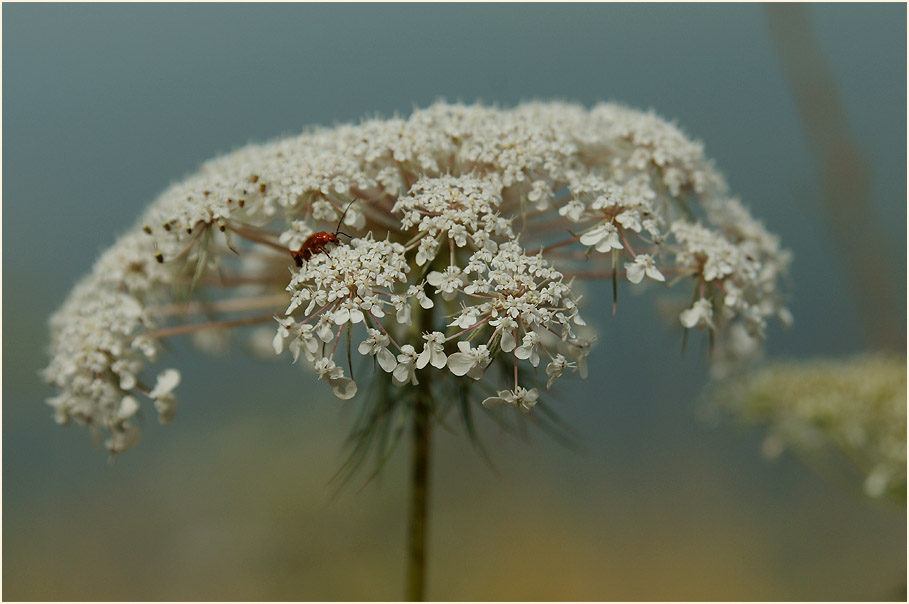 Wilde Möhre (Daucus carota)