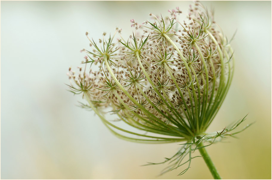 Wilde Möhre (Daucus carota)