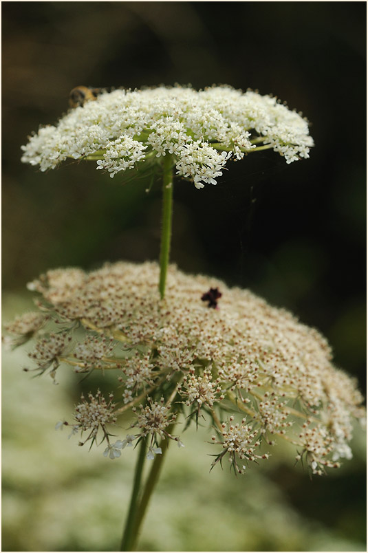 Wilde Möhre (Daucus carota)