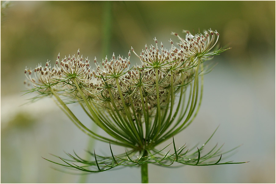 Wilde Möhre (Daucus carota)