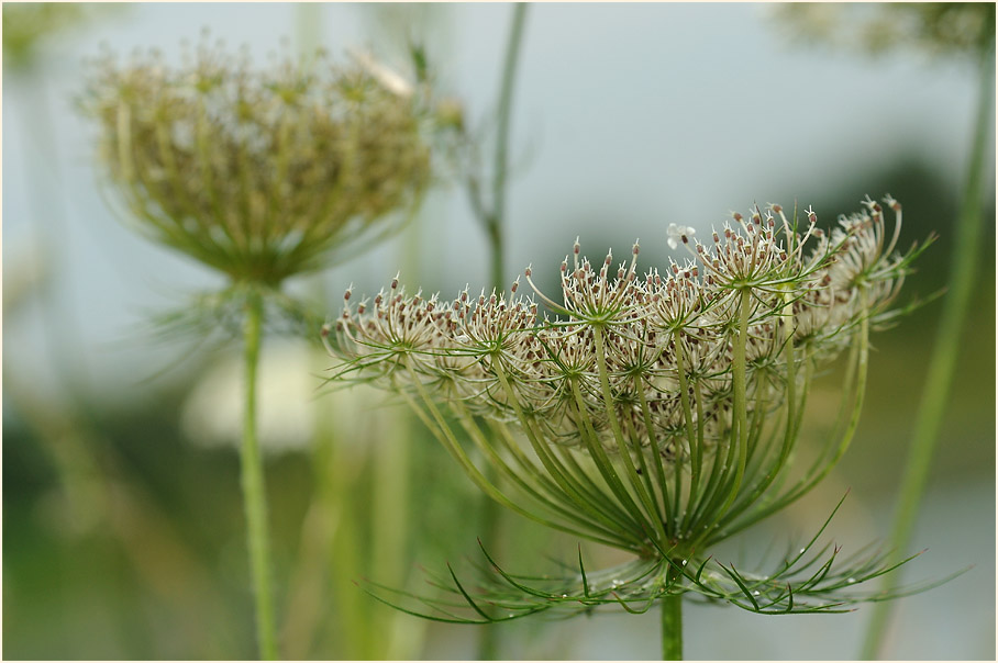 Wilde Möhre (Daucus carota)