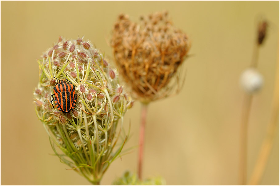 Wilde Möhre (Daucus carota)