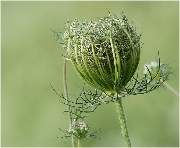 Wilde Möhre (Daucus carota)