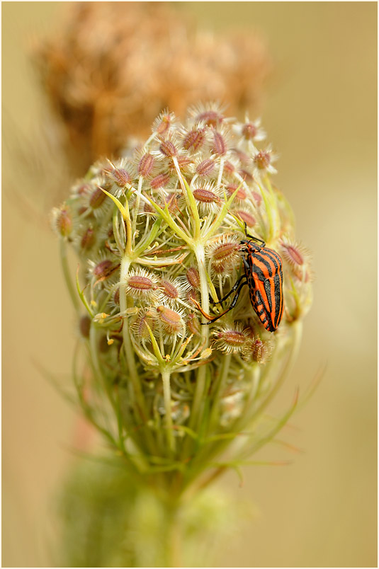 Wilde Möhre (Daucus carota)