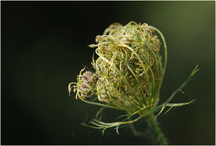 Wilde Möhre (Daucus carota)