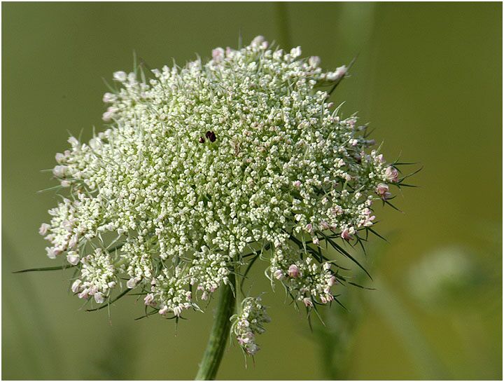 Wilde Möhre (Daucus carota)