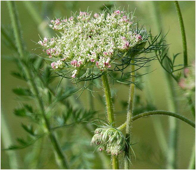 Wilde Möhre (Daucus carota)