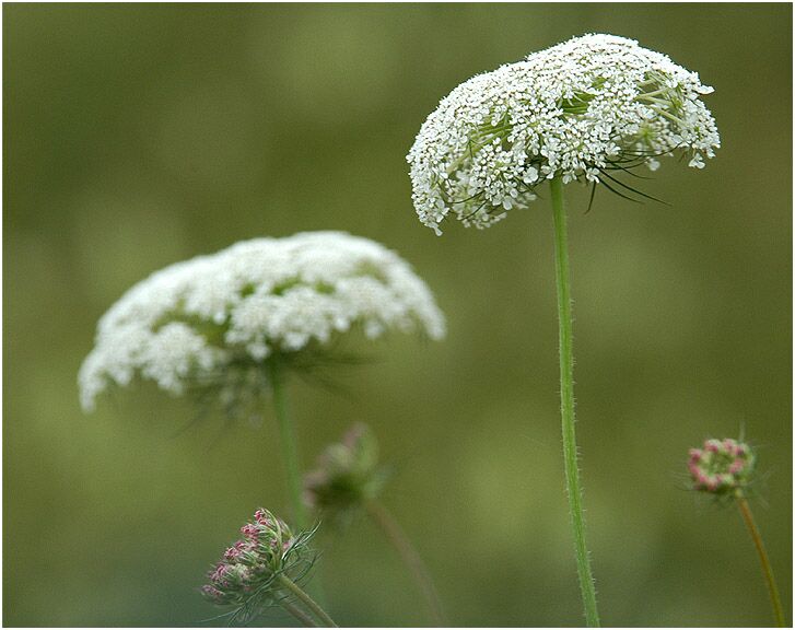 Wilde Möhre (Daucus carota)