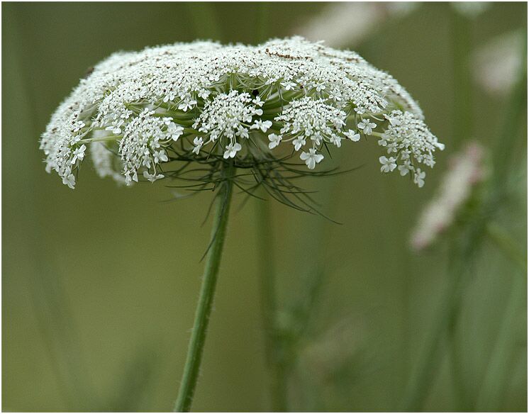 Wilde Möhre (Daucus carota)