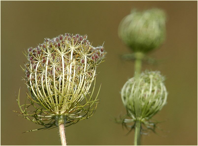 Wilde Möhre (Daucus carota)