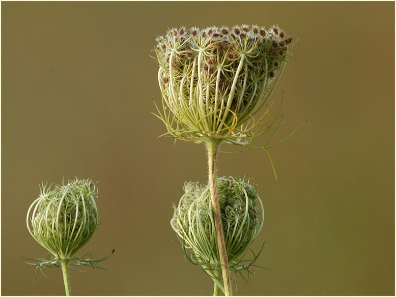 Wilde Möhre (Daucus carota)