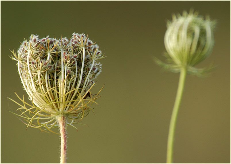 Wilde Möhre (Daucus carota)