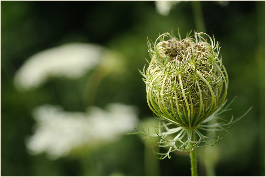 Wilde Möhre (Daucus carota)