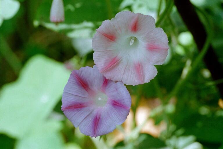 Winde (Ipomoea)