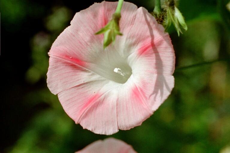 Winde (Ipomoea)