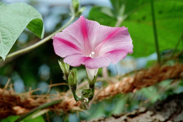 Winde (Ipomoea)
